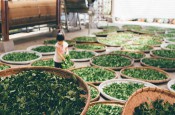 茶叶烘干机精准控制萎凋工艺温湿度，提高茶叶品质